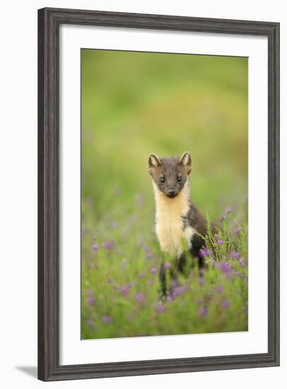 Pine Marten (Martes Martes) Female Portrait in Caledonian Forest, Highlands, Scotland, UK-Terry Whittaker-Framed Photographic Print