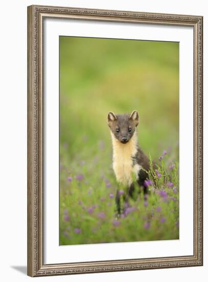 Pine Marten (Martes Martes) Female Portrait in Caledonian Forest, Highlands, Scotland, UK-Terry Whittaker-Framed Photographic Print