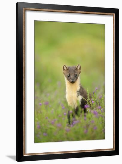 Pine Marten (Martes Martes) Female Portrait in Caledonian Forest, Highlands, Scotland, UK-Terry Whittaker-Framed Photographic Print