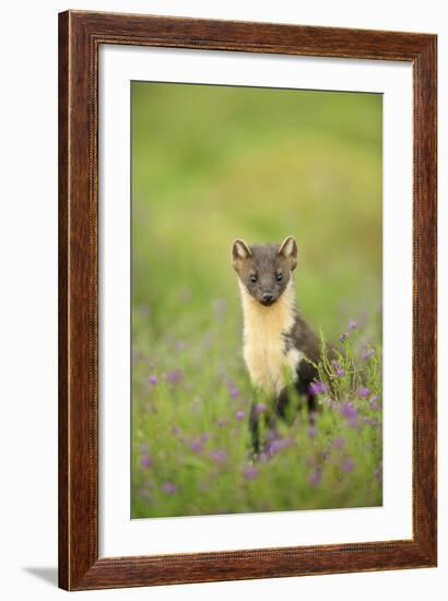 Pine Marten (Martes Martes) Female Portrait in Caledonian Forest, Highlands, Scotland, UK-Terry Whittaker-Framed Photographic Print