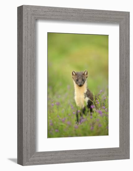 Pine Marten (Martes Martes) Female Portrait in Caledonian Forest, Highlands, Scotland, UK-Terry Whittaker-Framed Photographic Print