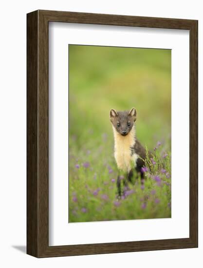 Pine Marten (Martes Martes) Female Portrait in Caledonian Forest, Highlands, Scotland, UK-Terry Whittaker-Framed Photographic Print