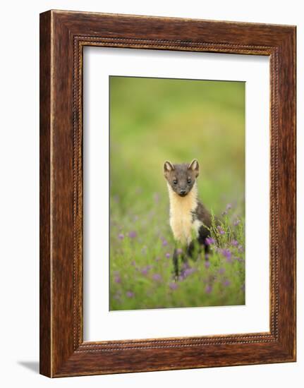 Pine Marten (Martes Martes) Female Portrait in Caledonian Forest, Highlands, Scotland, UK-Terry Whittaker-Framed Photographic Print