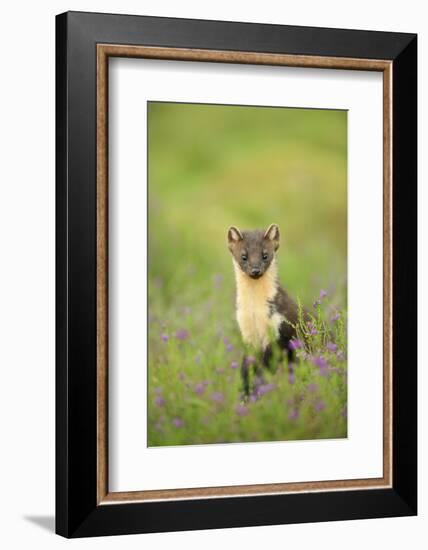 Pine Marten (Martes Martes) Female Portrait in Caledonian Forest, Highlands, Scotland, UK-Terry Whittaker-Framed Photographic Print