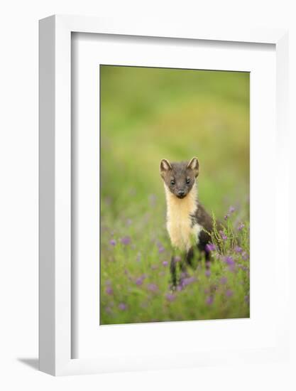 Pine Marten (Martes Martes) Female Portrait in Caledonian Forest, Highlands, Scotland, UK-Terry Whittaker-Framed Photographic Print