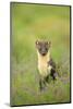 Pine Marten (Martes Martes) Female Portrait in Caledonian Forest, Highlands, Scotland, UK-Terry Whittaker-Mounted Photographic Print