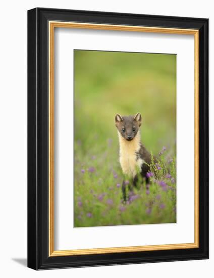 Pine Marten (Martes Martes) Female Portrait in Caledonian Forest, Highlands, Scotland, UK-Terry Whittaker-Framed Photographic Print