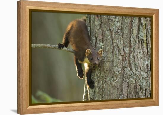 Pine Marten (Martes Martes) in Tree, Beinn Eighe National Nature Reserve, Wester Ross, Scotland-Mark Hamblin-Framed Premier Image Canvas