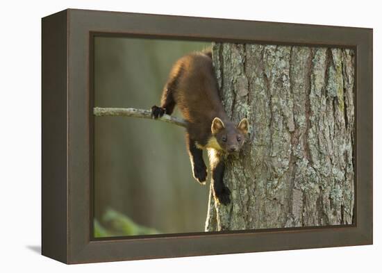 Pine Marten (Martes Martes) in Tree, Beinn Eighe National Nature Reserve, Wester Ross, Scotland-Mark Hamblin-Framed Premier Image Canvas