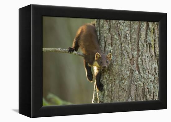 Pine Marten (Martes Martes) in Tree, Beinn Eighe National Nature Reserve, Wester Ross, Scotland-Mark Hamblin-Framed Premier Image Canvas