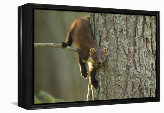 Pine Marten (Martes Martes) in Tree, Beinn Eighe National Nature Reserve, Wester Ross, Scotland-Mark Hamblin-Framed Premier Image Canvas