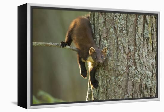 Pine Marten (Martes Martes) in Tree, Beinn Eighe National Nature Reserve, Wester Ross, Scotland-Mark Hamblin-Framed Premier Image Canvas