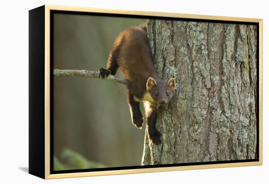 Pine Marten (Martes Martes) in Tree, Beinn Eighe National Nature Reserve, Wester Ross, Scotland-Mark Hamblin-Framed Premier Image Canvas