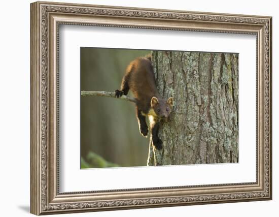 Pine Marten (Martes Martes) in Tree, Beinn Eighe National Nature Reserve, Wester Ross, Scotland-Mark Hamblin-Framed Photographic Print