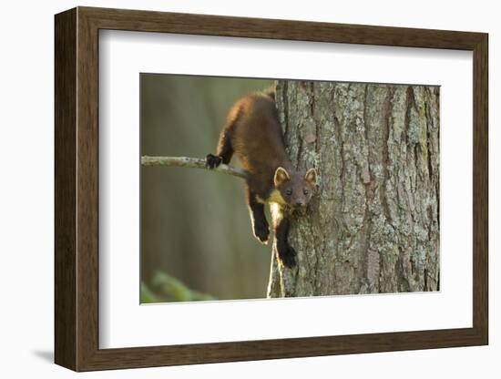 Pine Marten (Martes Martes) in Tree, Beinn Eighe National Nature Reserve, Wester Ross, Scotland-Mark Hamblin-Framed Photographic Print