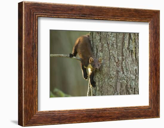 Pine Marten (Martes Martes) in Tree, Beinn Eighe National Nature Reserve, Wester Ross, Scotland-Mark Hamblin-Framed Photographic Print