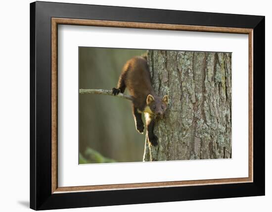 Pine Marten (Martes Martes) in Tree, Beinn Eighe National Nature Reserve, Wester Ross, Scotland-Mark Hamblin-Framed Photographic Print