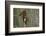 Pine Marten (Martes Martes) in Tree, Beinn Eighe National Nature Reserve, Wester Ross, Scotland-Mark Hamblin-Framed Photographic Print