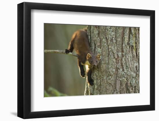 Pine Marten (Martes Martes) in Tree, Beinn Eighe National Nature Reserve, Wester Ross, Scotland-Mark Hamblin-Framed Photographic Print