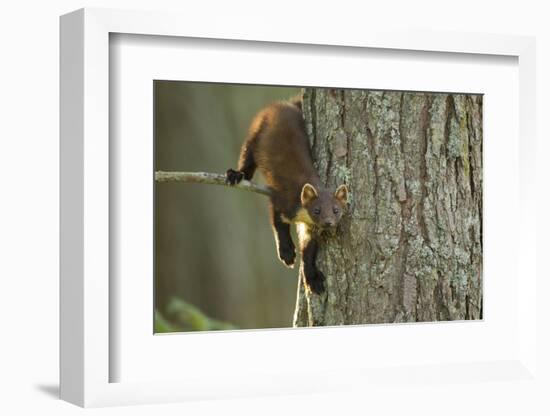 Pine Marten (Martes Martes) in Tree, Beinn Eighe National Nature Reserve, Wester Ross, Scotland-Mark Hamblin-Framed Photographic Print