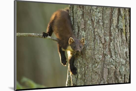 Pine Marten (Martes Martes) in Tree, Beinn Eighe National Nature Reserve, Wester Ross, Scotland-Mark Hamblin-Mounted Photographic Print