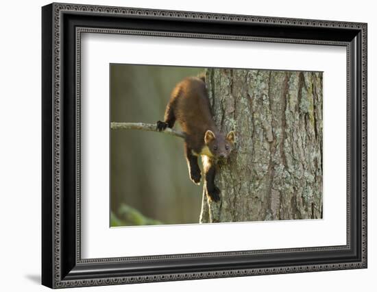 Pine Marten (Martes Martes) in Tree, Beinn Eighe National Nature Reserve, Wester Ross, Scotland-Mark Hamblin-Framed Photographic Print