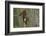 Pine Marten (Martes Martes) in Tree, Beinn Eighe National Nature Reserve, Wester Ross, Scotland-Mark Hamblin-Framed Photographic Print