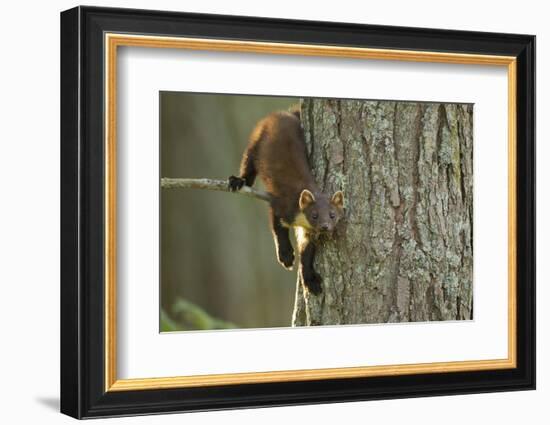 Pine Marten (Martes Martes) in Tree, Beinn Eighe National Nature Reserve, Wester Ross, Scotland-Mark Hamblin-Framed Photographic Print