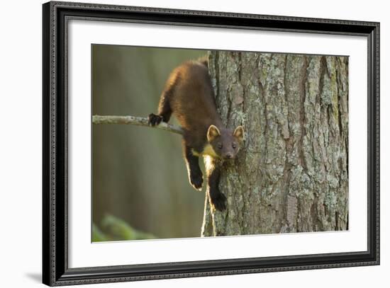 Pine Marten (Martes Martes) in Tree, Beinn Eighe National Nature Reserve, Wester Ross, Scotland-Mark Hamblin-Framed Photographic Print