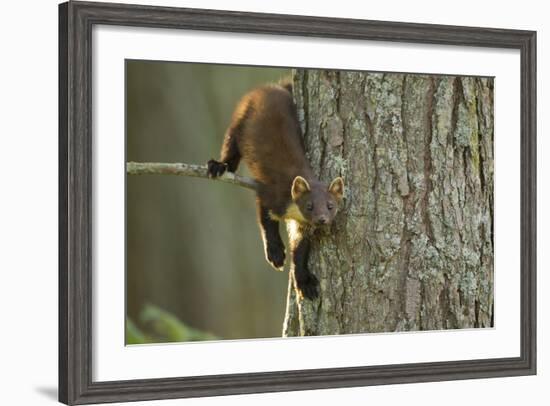 Pine Marten (Martes Martes) in Tree, Beinn Eighe National Nature Reserve, Wester Ross, Scotland-Mark Hamblin-Framed Photographic Print