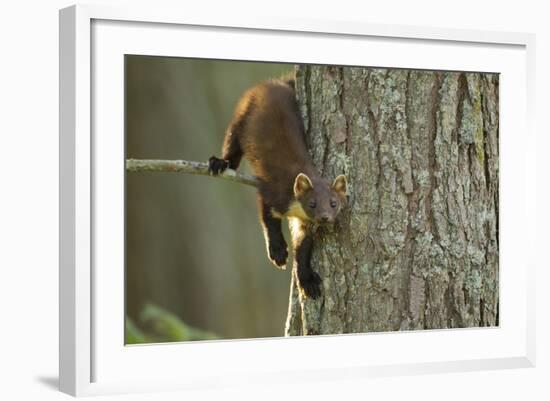 Pine Marten (Martes Martes) in Tree, Beinn Eighe National Nature Reserve, Wester Ross, Scotland-Mark Hamblin-Framed Photographic Print