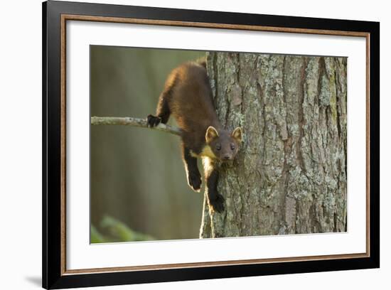 Pine Marten (Martes Martes) in Tree, Beinn Eighe National Nature Reserve, Wester Ross, Scotland-Mark Hamblin-Framed Photographic Print