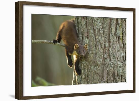 Pine Marten (Martes Martes) in Tree, Beinn Eighe National Nature Reserve, Wester Ross, Scotland-Mark Hamblin-Framed Photographic Print