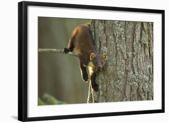 Pine Marten (Martes Martes) in Tree, Beinn Eighe National Nature Reserve, Wester Ross, Scotland-Mark Hamblin-Framed Photographic Print