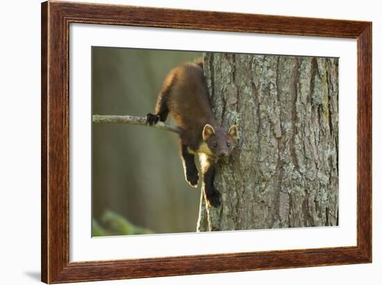 Pine Marten (Martes Martes) in Tree, Beinn Eighe National Nature Reserve, Wester Ross, Scotland-Mark Hamblin-Framed Photographic Print