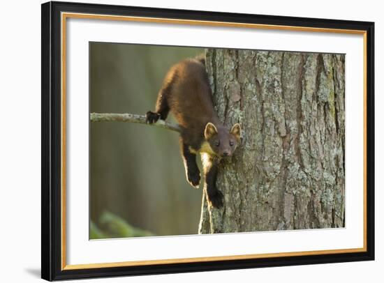 Pine Marten (Martes Martes) in Tree, Beinn Eighe National Nature Reserve, Wester Ross, Scotland-Mark Hamblin-Framed Photographic Print