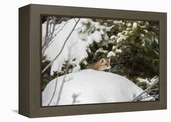 Pine Marten (Martes Martes), Montana, United States of America, North America-Janette Hil-Framed Premier Image Canvas