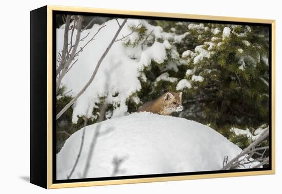 Pine Marten (Martes Martes), Montana, United States of America, North America-Janette Hil-Framed Premier Image Canvas