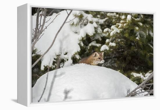 Pine Marten (Martes Martes), Montana, United States of America, North America-Janette Hil-Framed Premier Image Canvas