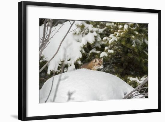 Pine Marten (Martes Martes), Montana, United States of America, North America-Janette Hil-Framed Photographic Print