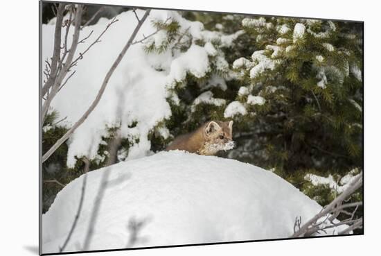 Pine Marten (Martes Martes), Montana, United States of America, North America-Janette Hil-Mounted Photographic Print