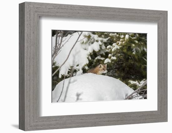 Pine Marten (Martes Martes), Montana, United States of America, North America-Janette Hil-Framed Photographic Print