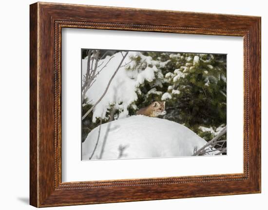 Pine Marten (Martes Martes), Montana, United States of America, North America-Janette Hil-Framed Photographic Print