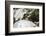 Pine Marten (Martes Martes), Montana, United States of America, North America-Janette Hil-Framed Photographic Print