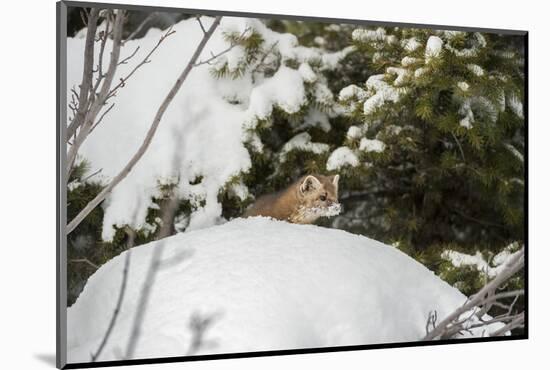 Pine Marten (Martes Martes), Montana, United States of America, North America-Janette Hil-Mounted Photographic Print