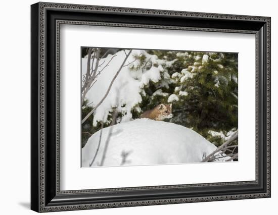 Pine Marten (Martes Martes), Montana, United States of America, North America-Janette Hil-Framed Photographic Print