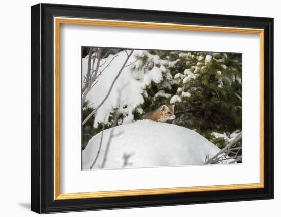 Pine Marten (Martes Martes), Montana, United States of America, North America-Janette Hil-Framed Photographic Print