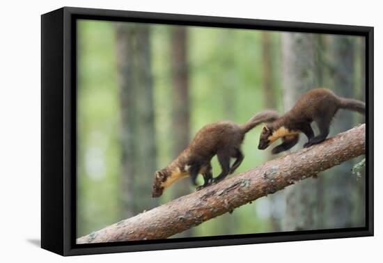 Pine Marten (Martes Martes) Two 4 Month Kits Running Along Branch, Caledonian Forest, Scotland, UK-Terry Whittaker-Framed Premier Image Canvas