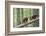 Pine Marten (Martes Martes) Two 4 Month Kits Running Along Branch, Caledonian Forest, Scotland, UK-Terry Whittaker-Framed Photographic Print