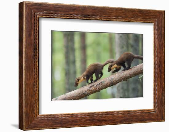 Pine Marten (Martes Martes) Two 4 Month Kits Running Along Branch, Caledonian Forest, Scotland, UK-Terry Whittaker-Framed Photographic Print